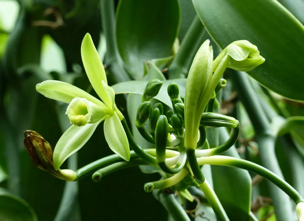 Photo de la variété Vanilla Planifolia